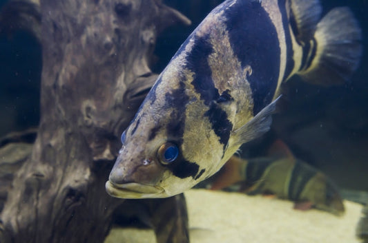 ダトニオの種類や飼育法！プラスワンってどういう意味？