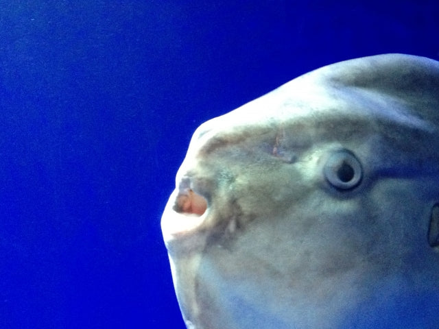 マンボウの種類や特徴について！弱い生き物説は本当？