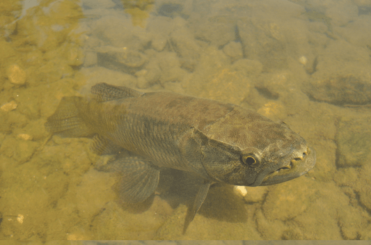 タライロンの飼育法や最大サイズは？獰猛な肉食魚を飼う上での注意点とは