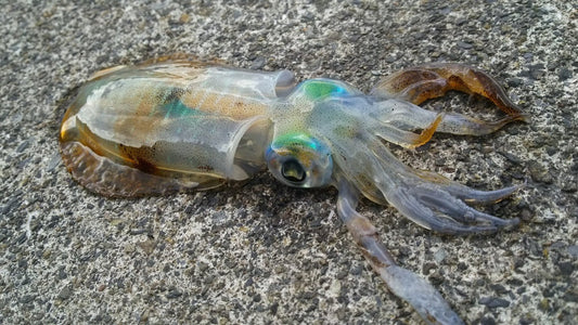 セフィアSSのラインナップや特徴とは？高度な操作性を体感！
