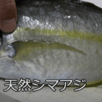 シマアジは刺身が絶品な高級魚！
