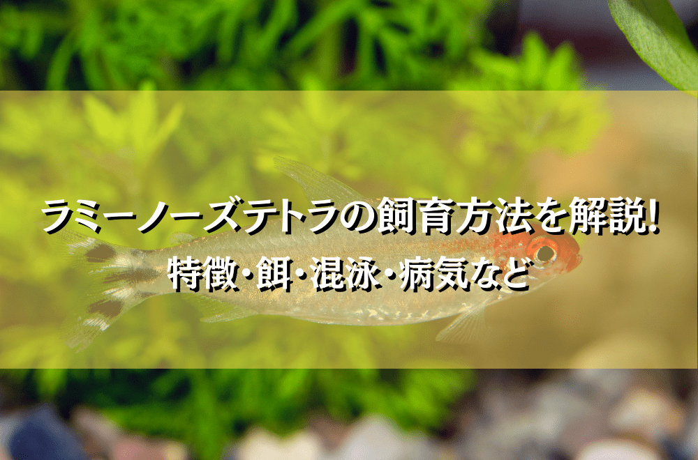 ラミーノーズテトラの飼育法と混泳の注意点！繁殖、病気についても解説