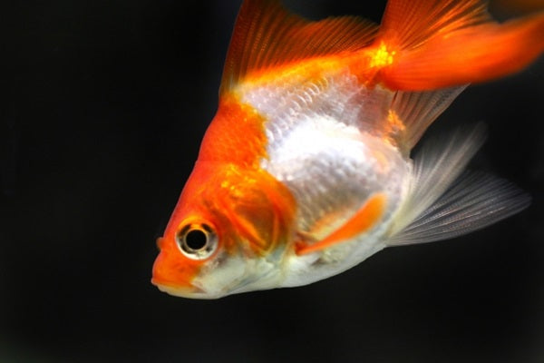 金魚の病気の種類と治療法を徹底網羅！症状と予防法もチェック！