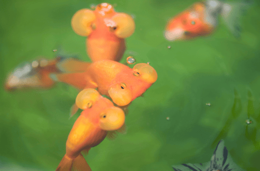 水泡眼はほっぺたが可愛い金魚！袋は破けても治る？