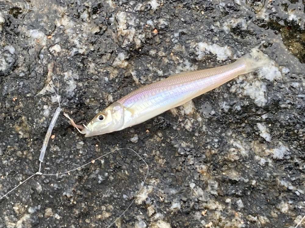 キス釣り仕掛けの基本と応用！遠投・ちょい投げ・船釣りの仕掛けを徹底解説