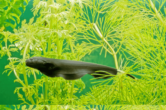 ブラックゴーストは不思議な熱帯魚！飼育法やレイアウトのコツは？
