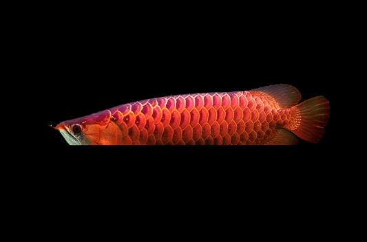 アジアアロワナの種類や特徴！貴重な古代魚の飼育方法とは？