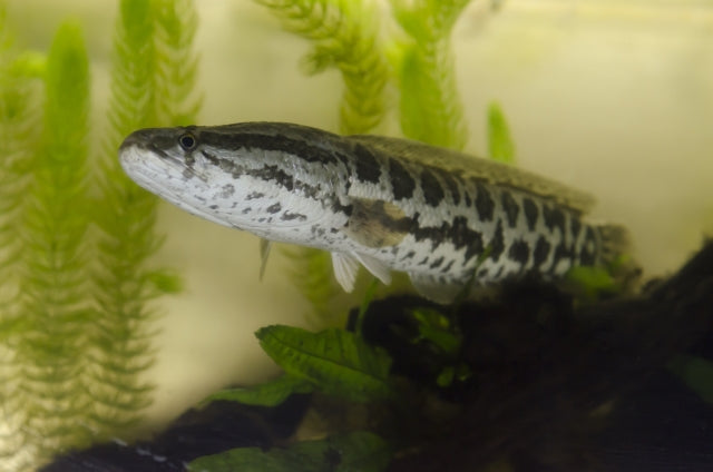 雷魚を知ろう！気になる生態や飼育のポイントをチェック！