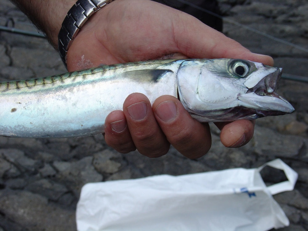 サバをルアーで狙うためのタックル・釣り方は？サバングにトライ！