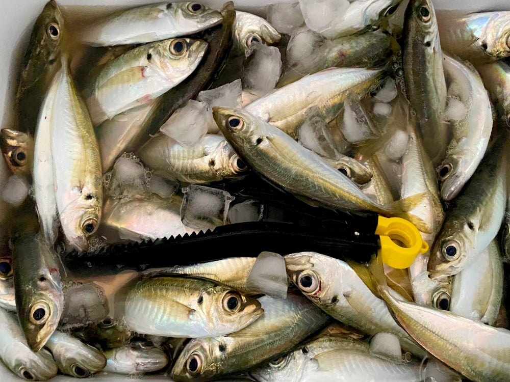 サビキ釣りを始めよう！釣り初心者でも爆釣する秘訣とは？
