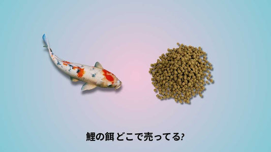 鯉の餌 どこで売ってる｜購入場所と選び方ガイド