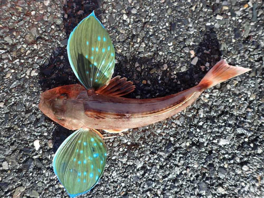 ホウボウは海底を歩く奇妙な魚！食べたら意外と美味しい？