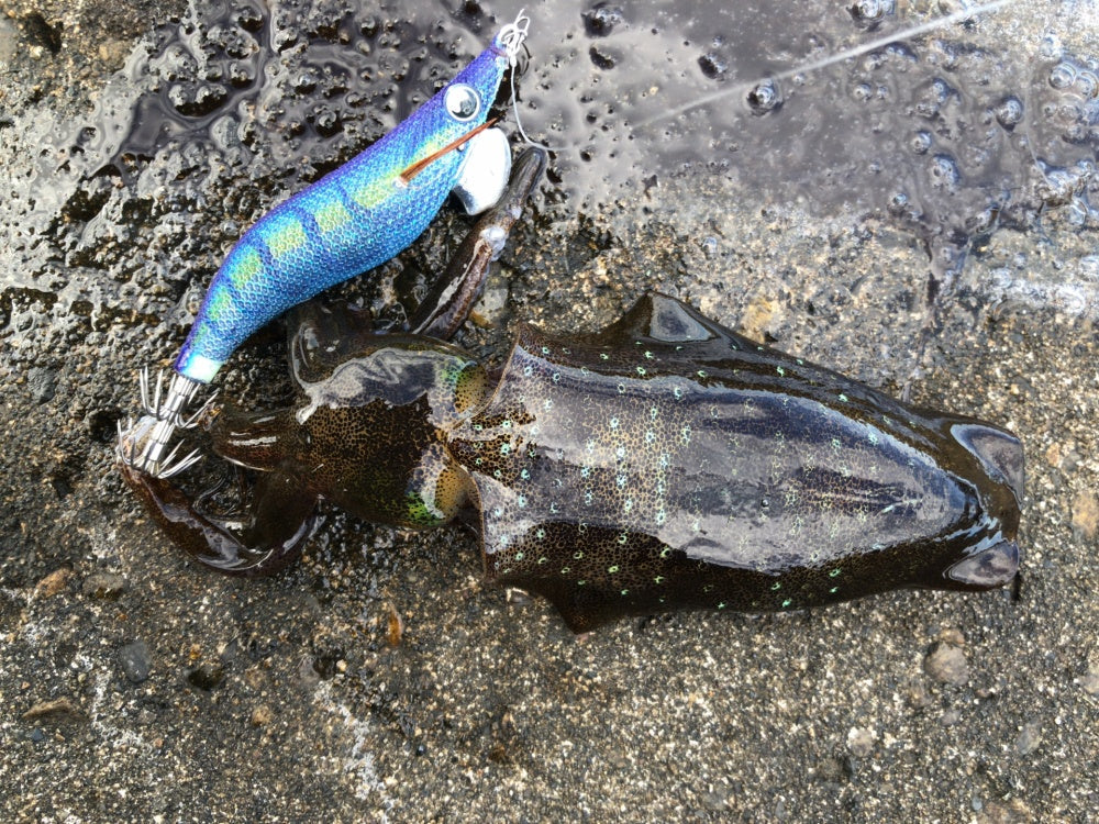 エギ王の種類や特徴とは？エギングには欠かせない超定番エギシリーズ！