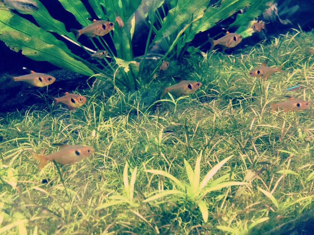 45センチ（cm）水槽・水槽セット9選！どんな観賞魚が飼える？