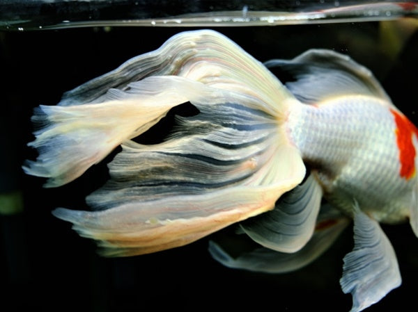 尾ぐされ病の原因や症状、治療法、予防法は？早期発見・早期治療が重要！
