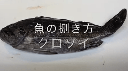 クロソイは刺身や煮付けが美味しい根魚！気になる値段相場や寄生虫の有無は？