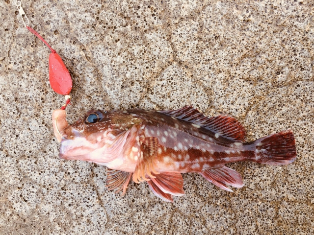 ブラクリでお手軽フィッシング！釣り方・餌選びの超基本