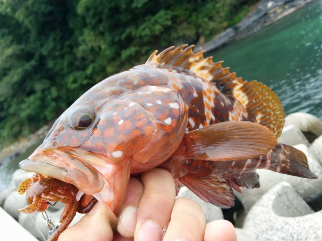 ロックフィッシュ（根魚）を釣ろう！どんなタックルやリグが適している？
