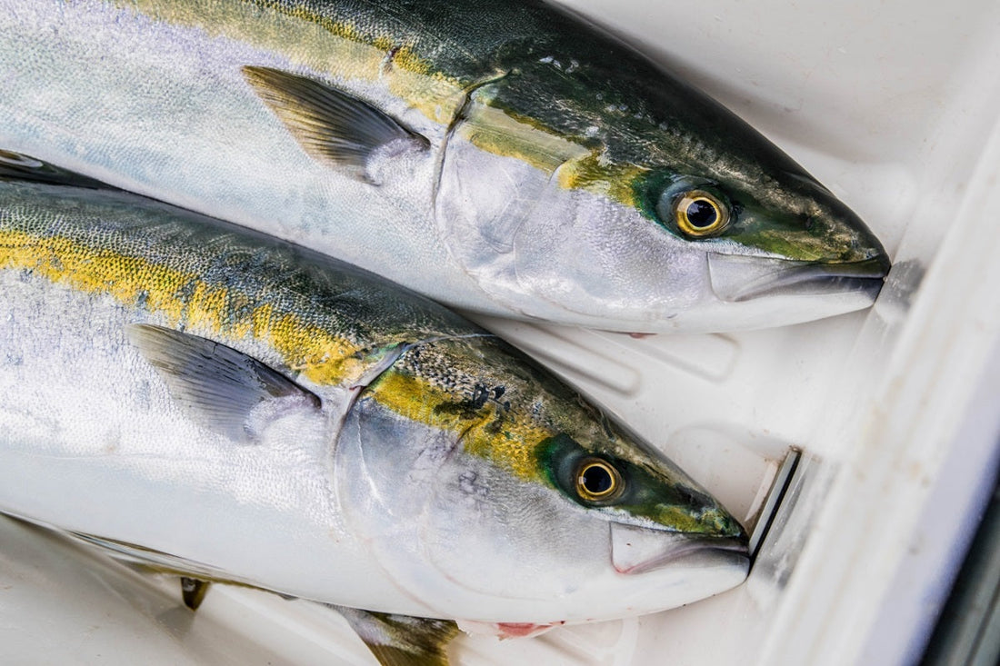 海上釣り堀で手軽に大物ゲット！必要な道具とおすすめ施設5選