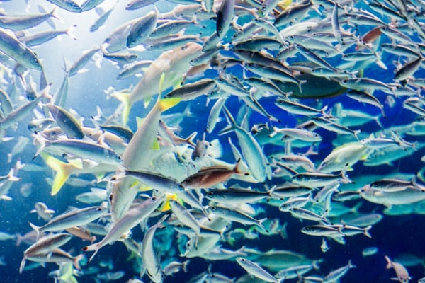 海水魚の餌の種類と選び方！おすすめ餌と餌やりのコツは？