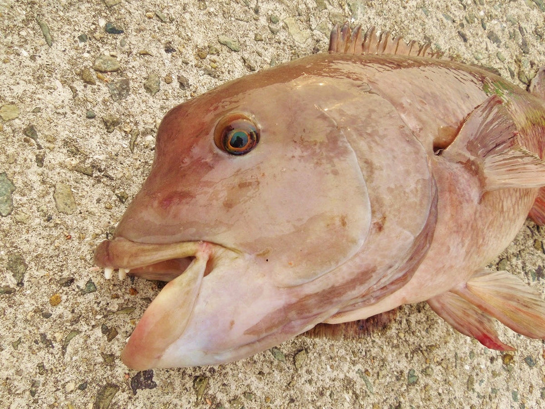 コブダイ釣りを徹底解説！岸から巨大魚を狙え！