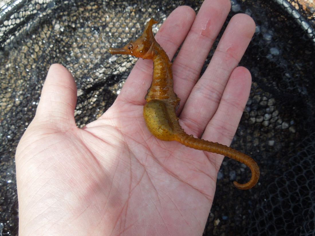 タツノオトシゴはオスが出産する！？専門の養殖場が鹿児島にあった？
