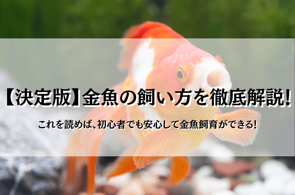 【決定版】金魚の飼い方の基本！初心者でも簡単にキンギョ生活を楽しもう