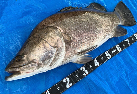 アカメの生態や釣り方は？幻の魚と言われる日本三大怪魚の一角