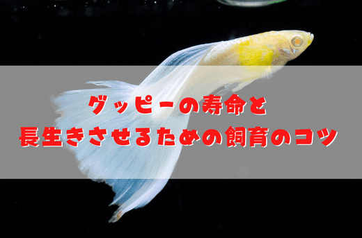 グッピーの寿命はどれくらい？長生きさせる飼育のコツと老衰の兆候