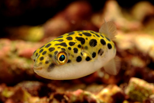 ミドリフグの飼育の基本や歯切りの方法！模様が可愛い汽水魚！