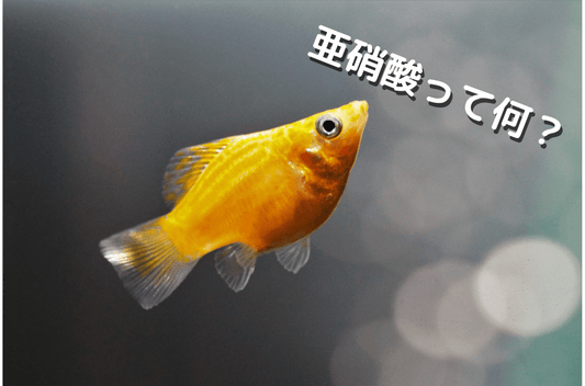 亜硝酸の測定方法と魚に与える影響！水槽内から減らす方法は？