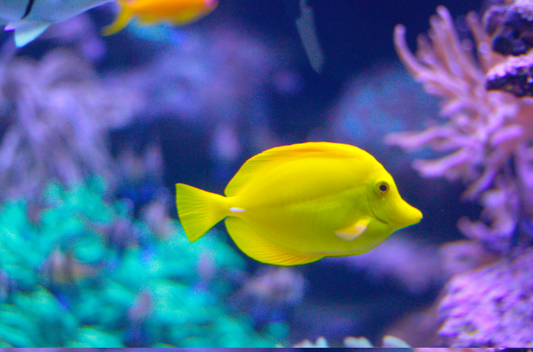海水魚で気を付けたい病気と治療法！健康に海水魚を飼育するコツは？