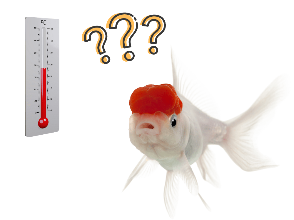金魚飼育に最適な水温（適温）は？夏・冬の水温変化を抑える方法とは
