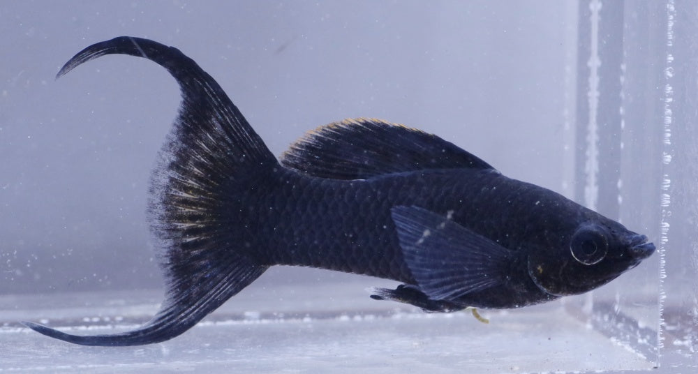 ブラックモーリー飼育の基本！コケや油膜はどれくらい食べる？