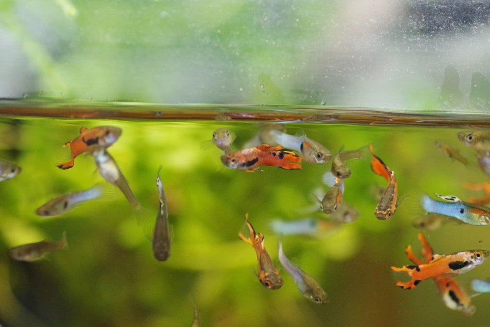 【初心者向け】これだけは押さえておくべし！プロが教える熱帯魚飼育の7つのコツ！