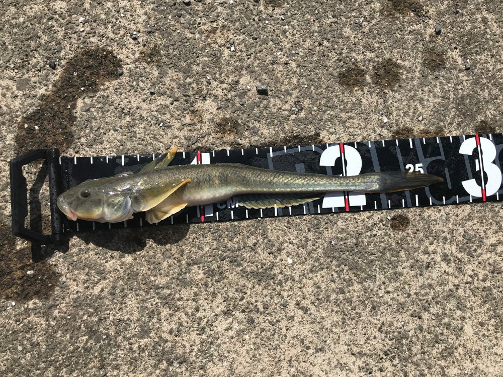 編集部の魚食探検記Part2：有明海に潜むモンスターハゼを釣って食べる
