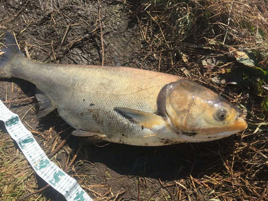 ハクレンの釣り方や味は？ジャンプが凄い巨大魚！