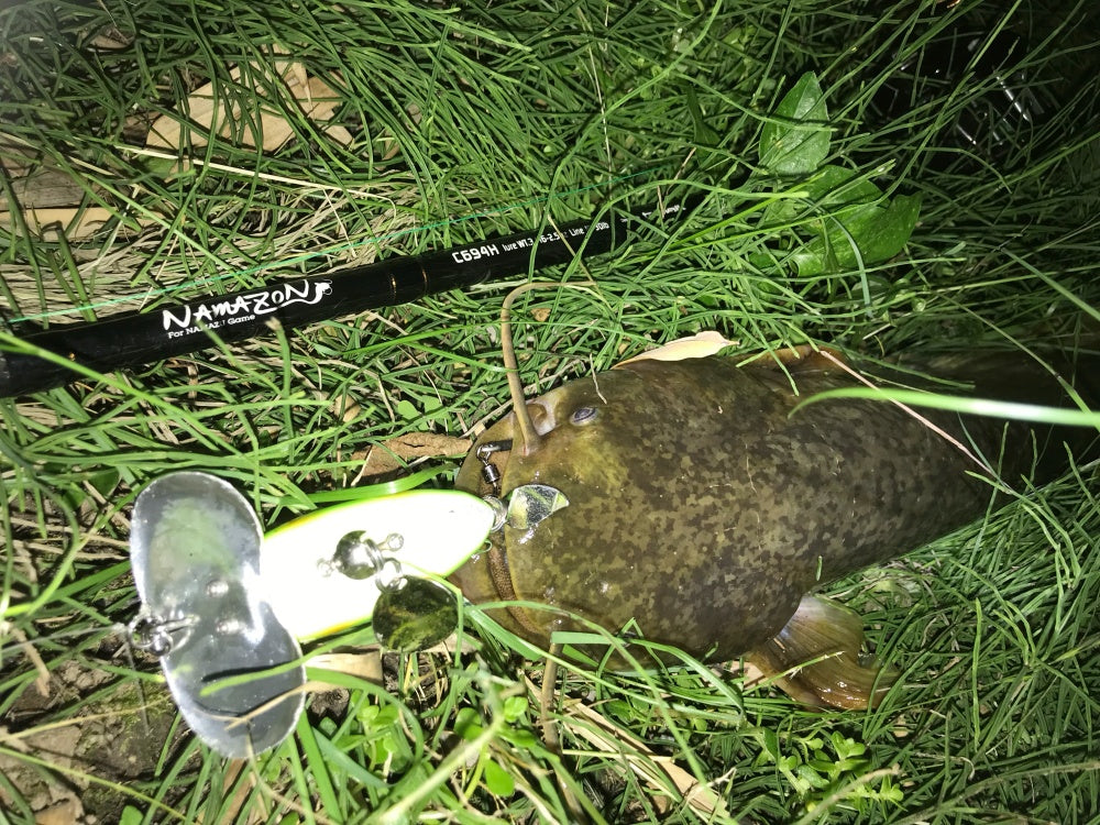 ナマズ釣りの基本知識とおすすめルアー5選！昼でも釣れるの？