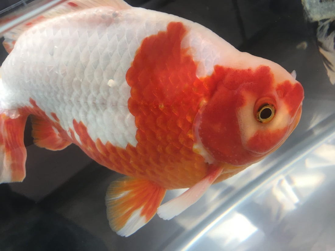日本観賞魚フェア2017に潜入！珍しい金魚やイベントが満載！