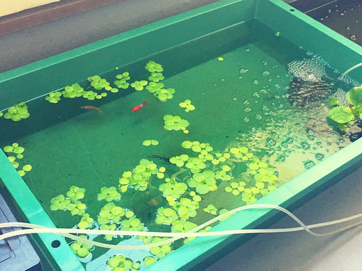 プラ舟で魚を飼育しよう！おすすめ商品10選と使用の注意点