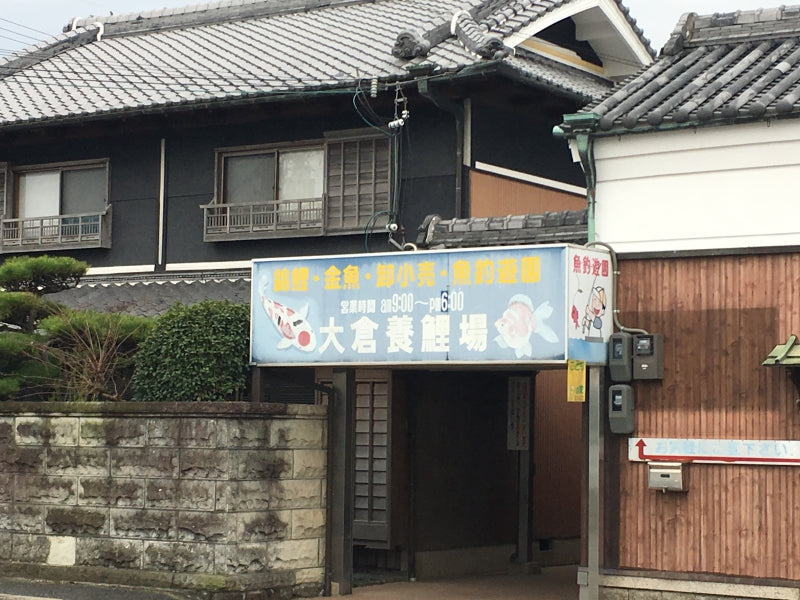 大倉養鯉場で金魚釣り！ご家族やカップルにもおすすめ！