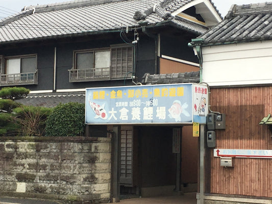 大倉養鯉場で金魚釣り！ご家族やカップルにもおすすめ！