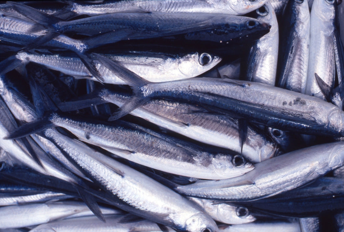 トビウオは空飛ぶ不思議な魚！島根の県魚は食べても美味！