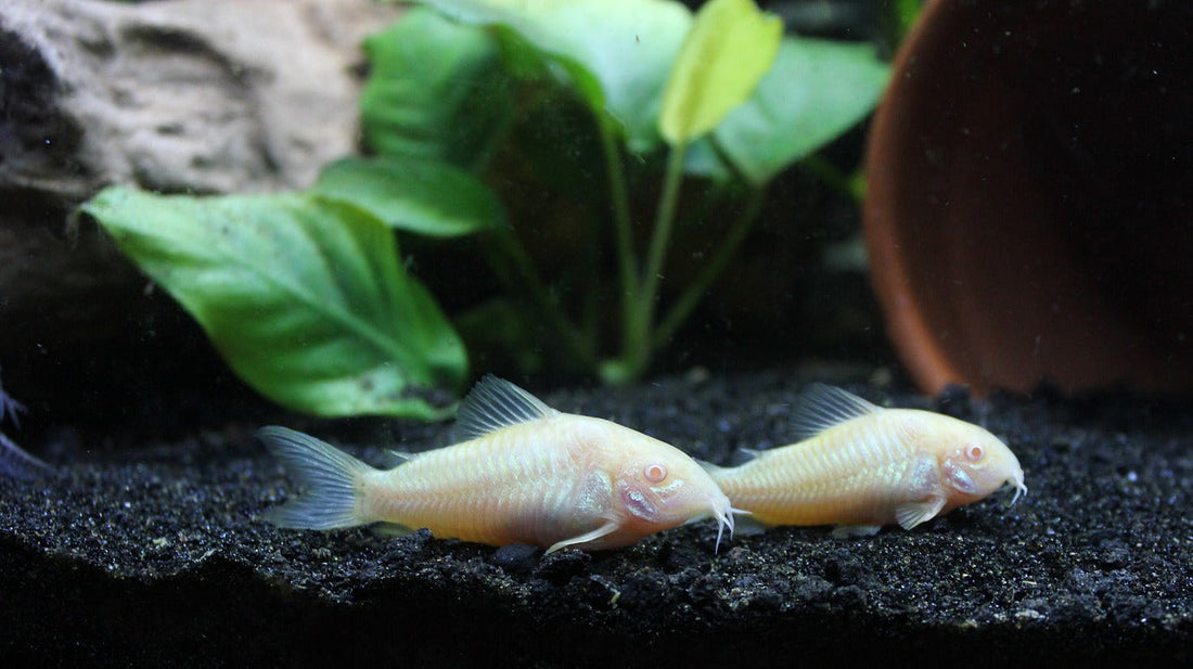 コリドラスの繁殖方法！産卵準備から稚魚の育て方、注意点まで
