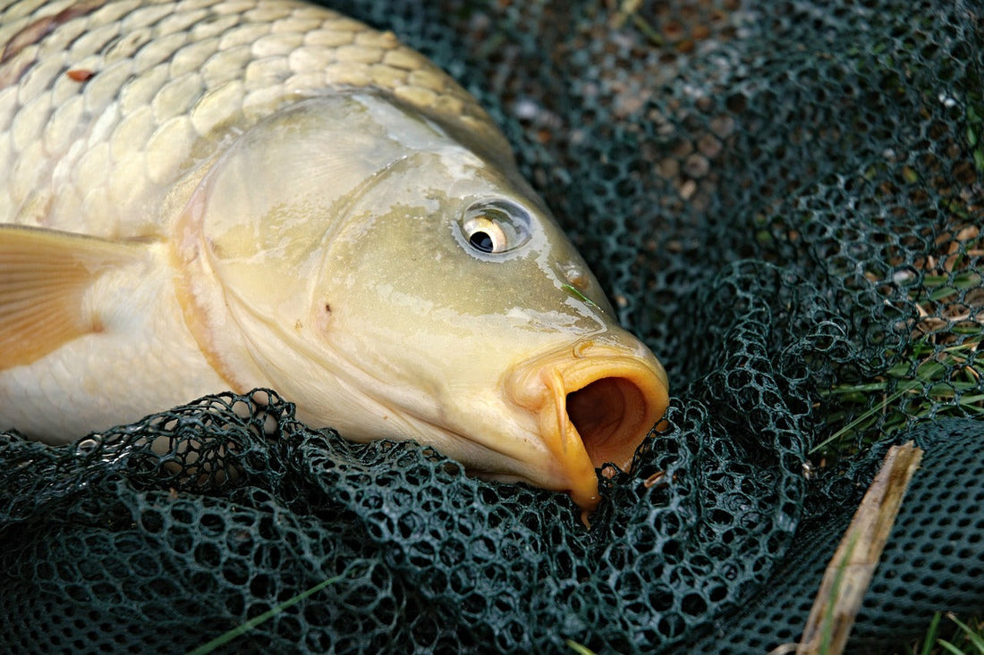 鯉釣りの基本と知っておきたい餌や釣り方！狙うはメーター超え！