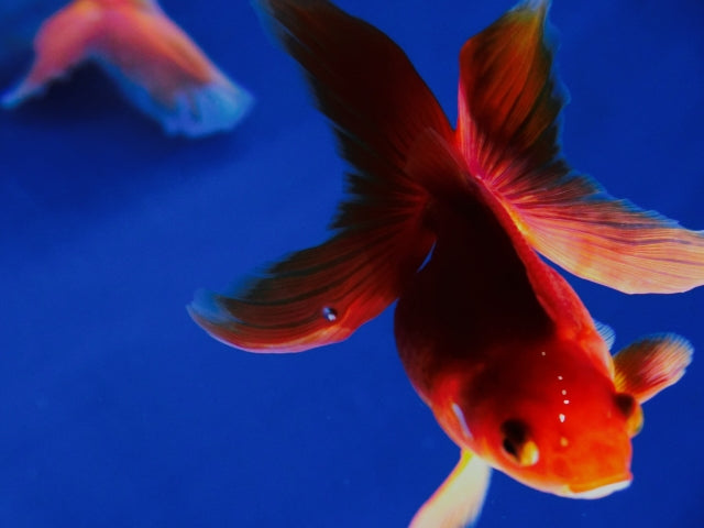 コメット（COMET）はイトスイが手掛ける定番観賞魚フード！