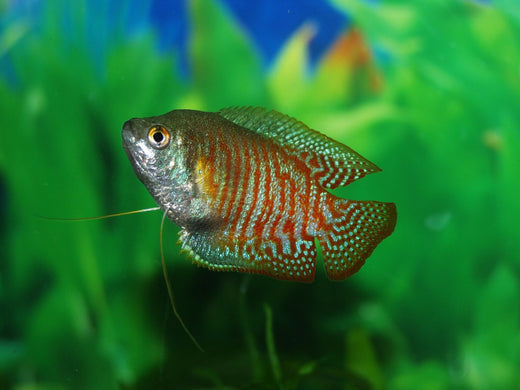 グラミーの13種類！サイズもカラーも豊富な可愛い熱帯魚！