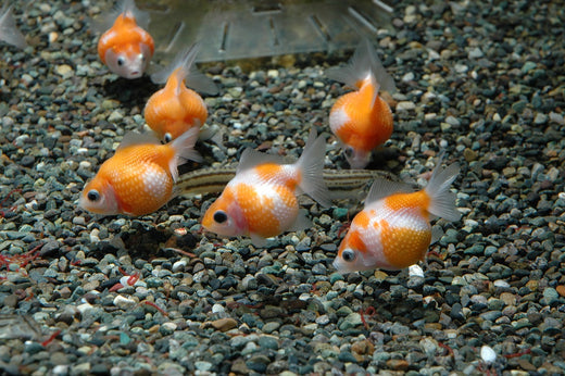【プロが解説】ピンポンパールの飼育法！難しい理由や寿命、価格など