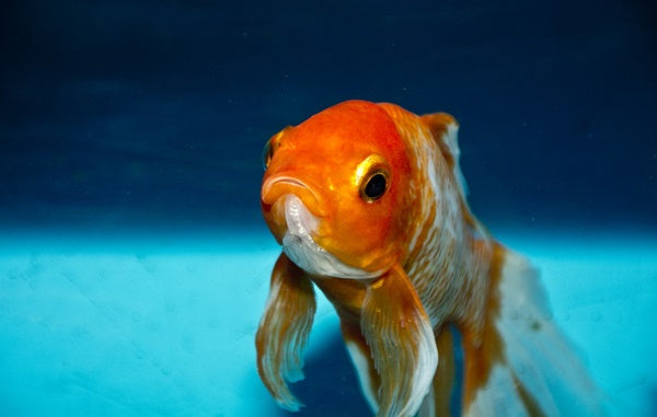 イカリムシが魚に寄生する原因と寄生した際の対処・治療法！