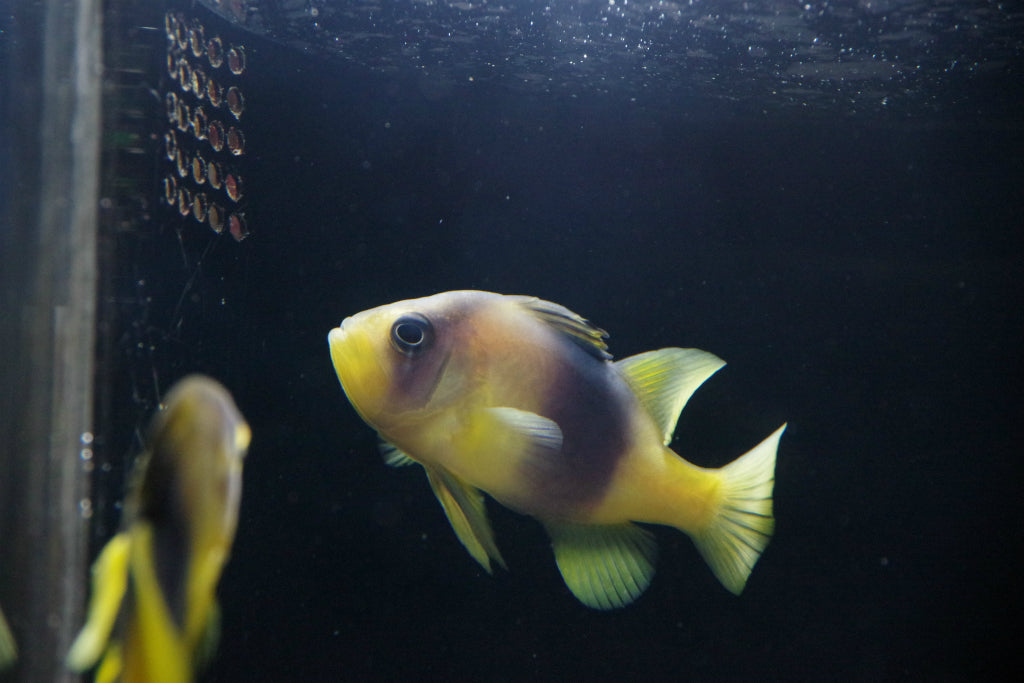 和歌山・京都・滋賀・奈良の水族館や博物館！面白い展示が沢山！